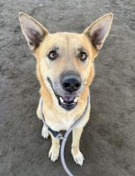 Shelter Stray Female Dog last seen Near BLOCK HILL ST, ARVIN CA 93203, 3951 Fruitvale Ave, Bakersfield, CA 93308, USA