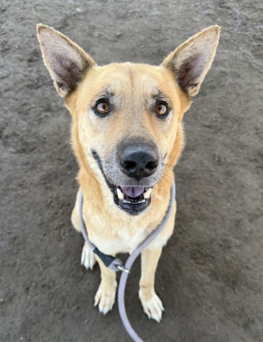 Shelter Stray Female Dog last seen Near BLOCK HILL ST, ARVIN CA 93203, 3951 Fruitvale Ave, Bakersfield, CA 93308, USA