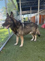 Shelter Stray Male Dog last seen Near BLOCK FISHERMAN ST, 3599 NW 79th Ave, Doral, FL 33122, USA