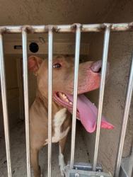 Shelter Stray Male Dog last seen Near BLOCK NW 34TH, 2811 SE 29th St, Oklahoma City, OK 73129, USA