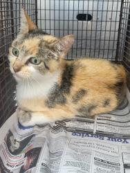 Shelter Stray Female Cat last seen BASSWOOD, 4710 TX-151, San Antonio, TX 78227, USA
