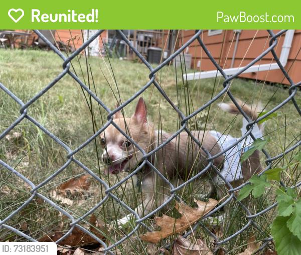 Reunited Male Dog last seen Vincent Ave & Old Shakopee Rd, Minneapolis, MN 55431