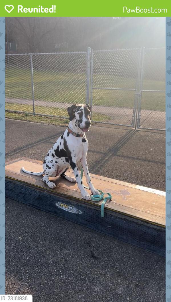 Reunited Female Dog last seen Grace church on brush creek rd, Westmoreland County, PA 15665