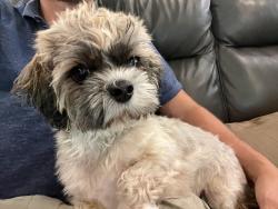 Reunited Female Dog last seen Near Blue Lakes Park, Olympia Heights, FL 33165