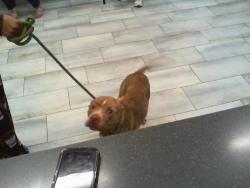 Shelter Stray Male Dog last seen CHARLOTTE, 8315 Byrum Dr, Charlotte, NC 28217, USA