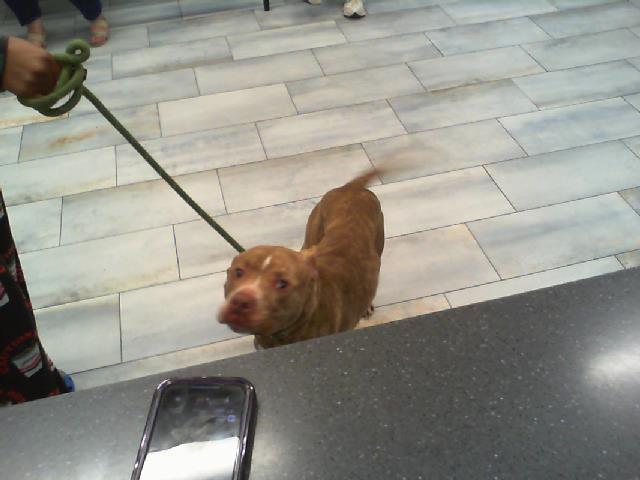 Shelter Stray Male Dog last seen CHARLOTTE, 8315 Byrum Dr, Charlotte, NC 28217, USA