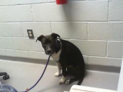 Shelter Stray Female Dog last seen CHARLOTTE, 8315 Byrum Dr, Charlotte, NC 28217, USA