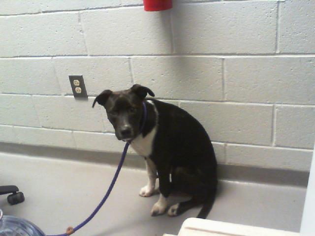 Shelter Stray Female Dog last seen CHARLOTTE, 8315 Byrum Dr, Charlotte, NC 28217, USA