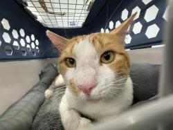 Shelter Stray Male Cat last seen CHARLOTTE, 8315 Byrum Dr, Charlotte, NC 28217, USA