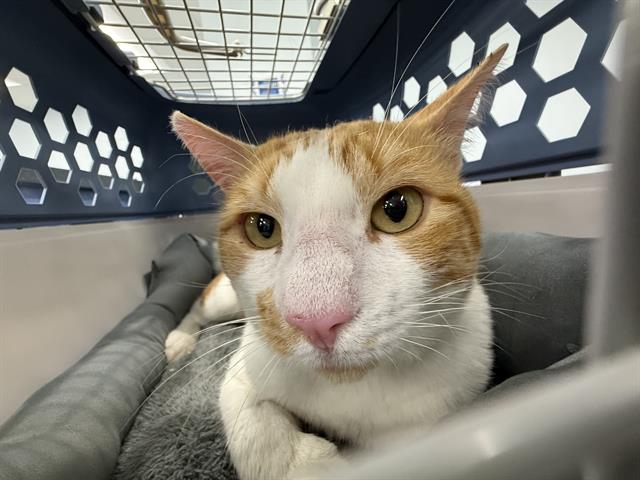 Shelter Stray Male Cat last seen CHARLOTTE, 8315 Byrum Dr, Charlotte, NC 28217, USA