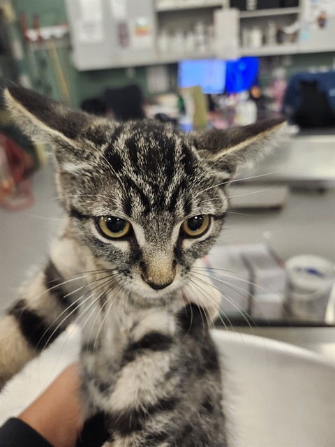 Shelter Stray Female Cat last seen Near BLOCK CONTOUR AVE, NUEVO CA 92567, 581 S Grand Ave, San Jacinto, CA 92582, USA