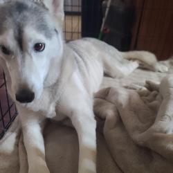 Reunited Female Dog last seen Winnetka and Victory, Los Angeles, CA 91367