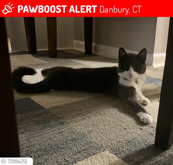 Lost Female Cat last seen Farview ave and Robinson, Danbury, CT 06810