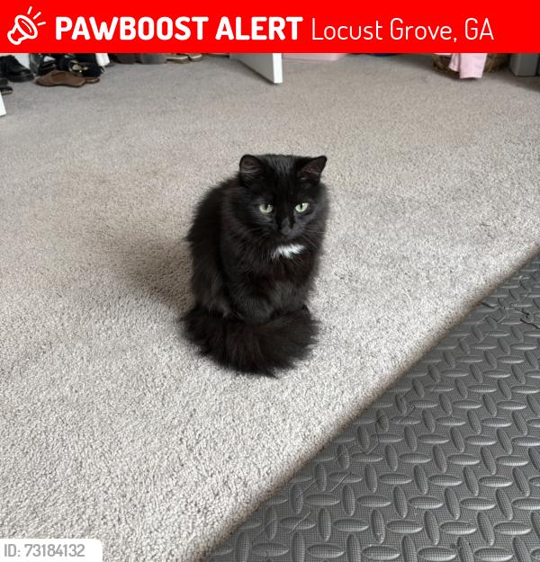 Lost Female Cat last seen Bethlehem Rd, Locust Grove, GA 30248