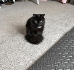 Lost Female Cat last seen Bethlehem Rd, Locust Grove, GA 30248