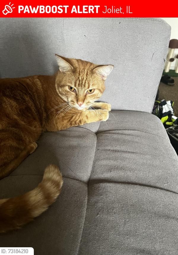 Lost Male Cat last seen Oneida St, Joliet, IL 60435