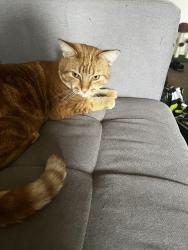 Lost Male Cat last seen Oneida St, Joliet, IL 60435