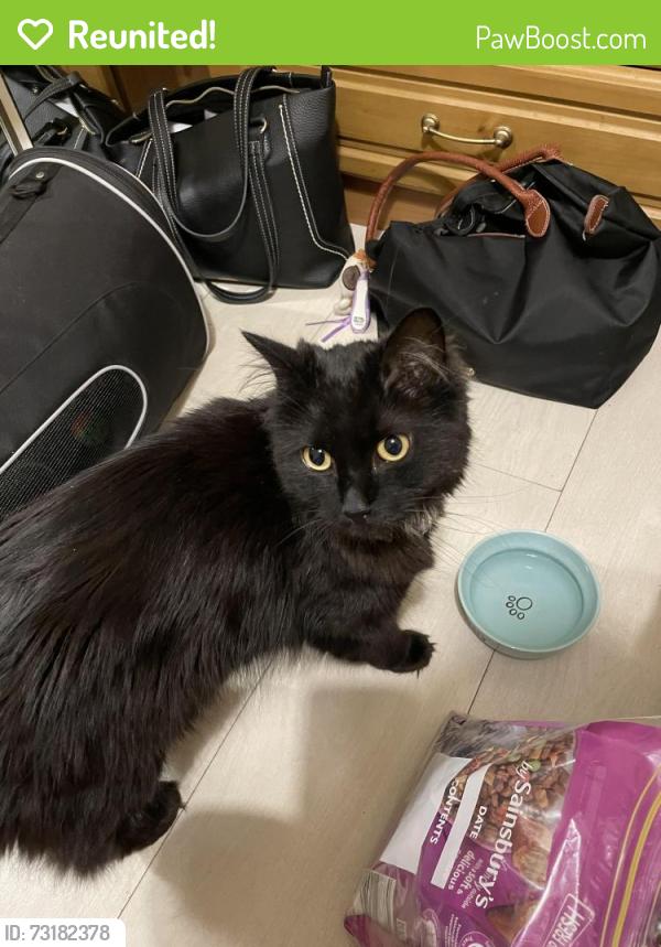 Reunited Male Cat last seen Black Horse Pub, London, England HA0 2QW