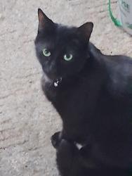 Reunited Male Cat last seen Seneca Street, Buffalo, NY 14210