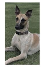 Reunited Female Dog last seen St John Lutheran Church/Kailua Road, Kailua, HI 96734