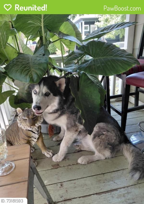 Reunited Male Dog last seen 6th Ave & 37th St, Sacramento, CA 95817