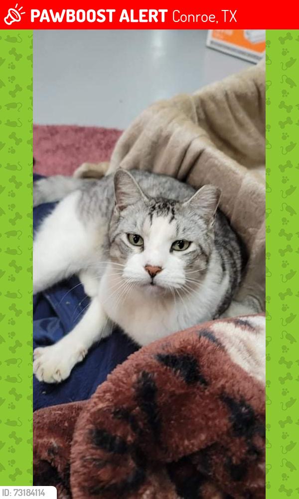 Lost Male Cat last seen near Cut and Shoot off 105 E., Conroe, TX 77303