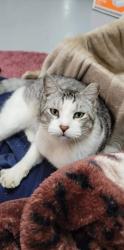 Lost Male Cat last seen near Cut and Shoot off 105 E., Conroe, TX 77303