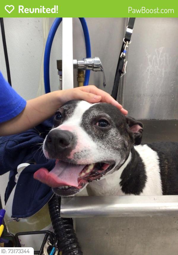 Reunited Female Dog last seen Near butler pike, Brittany Farms-Highlands, PA 18914