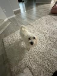 Lost Male Dog last seen Manuals, Houston, TX 77044