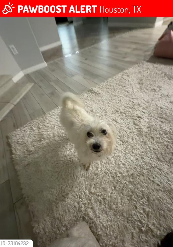 Lost Male Dog last seen Manuals, Houston, TX 77044