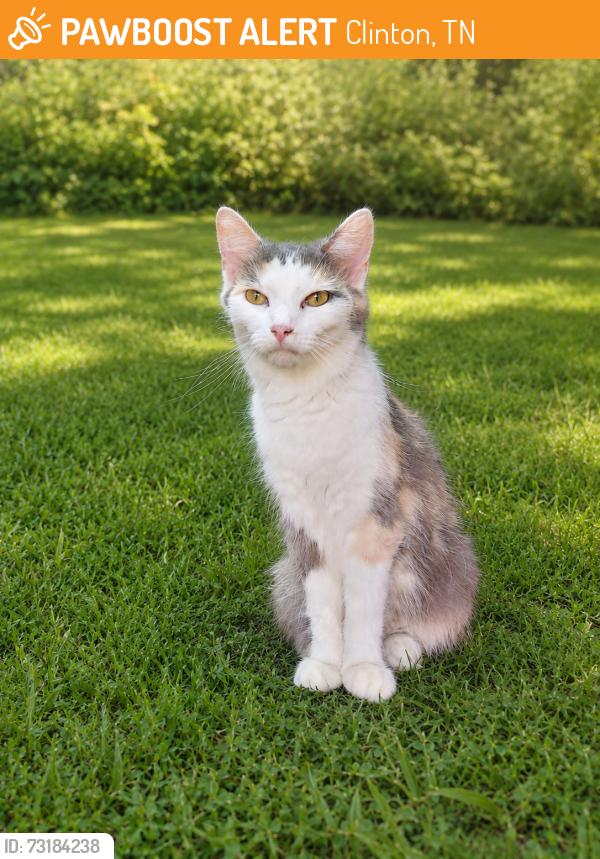 Found/Stray Female Cat last seen W wolf valley, Clinton, TN 37716