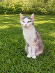 Found/Stray Female Cat last seen W wolf valley, Clinton, TN 37716