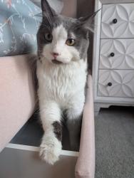 Reunited Unknown Cat last seen Ashton cndmniums, Arlington Heights, IL 60005