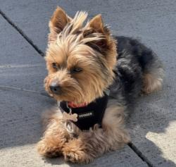 Reunited Male Dog last seen 57th and Morgan, Milwaukee, WI 53220