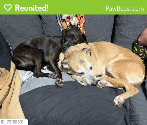 Reunited Male Dog last seen Hull Street and Bailey Bridge, Chesterfield, VA 23832