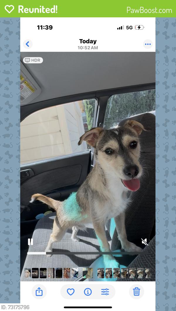 Reunited Unknown Dog last seen Jola Circle/Detroit blvd, Sacramento, CA 95832