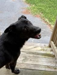Found/Stray Male Dog last seen Whichard Rd, Greenville NC, Greenville, NC 27858