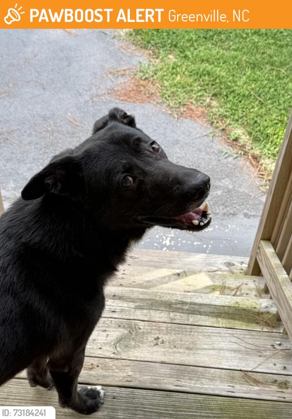 Found/Stray Male Dog last seen Whichard Rd, Greenville NC, Greenville, NC 27858