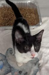 Shelter Stray Female Cat last seen Near Southwood Rd, Union City, GA, 1251 Fulton Industrial Blvd NW, Atlanta, GA 30336, USA