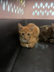 Shelter Stray Male Cat last seen Near Toll House LN, Atlanta, GA, 1251 Fulton Industrial Blvd NW, Atlanta, GA 30336, USA