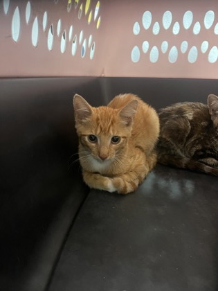 Shelter Stray Male Cat last seen Near Toll House LN, Atlanta, GA, 1251 Fulton Industrial Blvd NW, Atlanta, GA 30336, USA