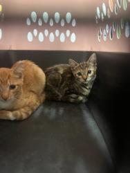 Shelter Stray Male Cat last seen Near Toll House LN, Atlanta, GA, 1251 Fulton Industrial Blvd NW, Atlanta, GA 30336, USA