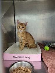 Shelter Stray Male Cat last seen Monon Trl and E 111st St, Carmel City, IN, 10501 Hague Rd, Fishers, IN 46038, USA