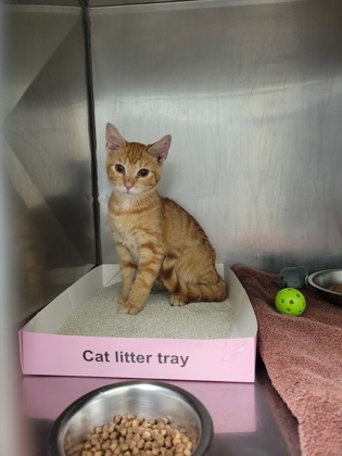 Shelter Stray Male Cat last seen Monon Trl and E 111st St, Carmel City, IN, 10501 Hague Rd, Fishers, IN 46038, USA