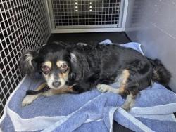 Shelter Stray Female Dog last seen NE 52nd St & Roosevelt Wy NE, Seattle, WA, 2061 15th Ave W, Seattle, WA 98119, USA