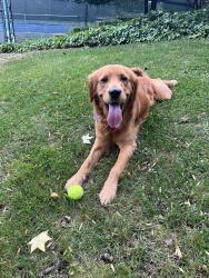 Reunited Male Dog last seen Near Via Alicante unit 46, Via Malorca, near La Jolla Village, Gilman, UCSD, San Diego, CA 92037