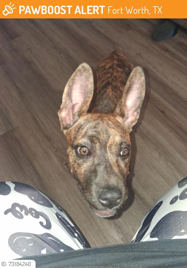 Found/Stray Female Dog last seen Michael st and Farleigh ct, Fort Worth, TX 76140