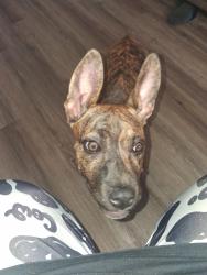 Found/Stray Female Dog last seen Michael st and Farleigh ct, Fort Worth, TX 76140