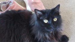 Reunited Female Cat last seen Spring Valley Ln and View Dr., Milpitas, CA 95035