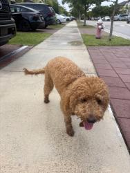 Reunited Unknown Dog last seen Aquabella, 3590 W 104 Ter - Hialeah, FL 33018, Hialeah, FL 33018